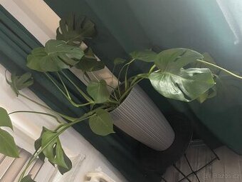 Monstera s květinačem