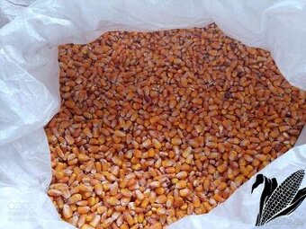 SUCHÁ KRMNÁ KUKUŘICE/KUKUŘIČNÝ ŠROT