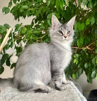 Mainská mývalí holčičky s PP