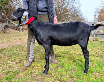 Loňské AN kozičky na prodej
