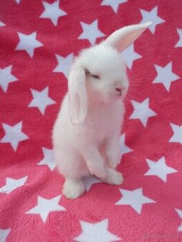 Zakrslý beránek minilop - nádherná miminka