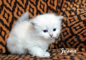 Sibiřská kočka - něvská maškaráda s PP