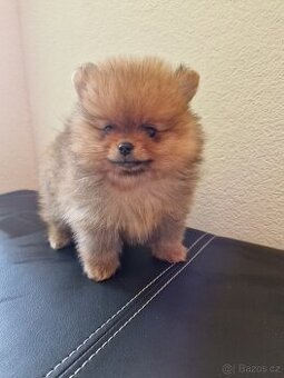 Pomeranian mini