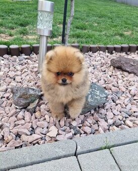 Pomeranian mini