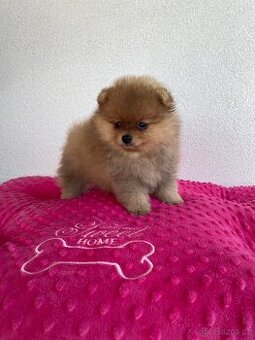 Pomeranian mini