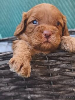 Cavapoo