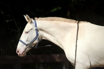 Čisté Lusitano s plným původem Masc cremello - 1