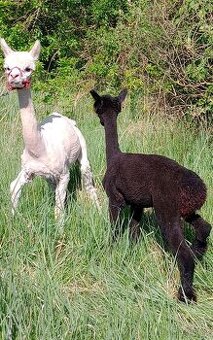 Lama Alpaka - 1