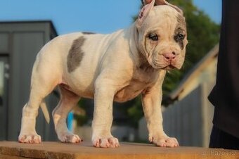 American Bully XL 🐾