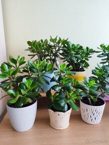 Pokojové rostliny Tlustice ( Crassula ovata) - 1