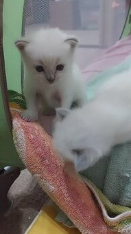 Koťátka ragdoll