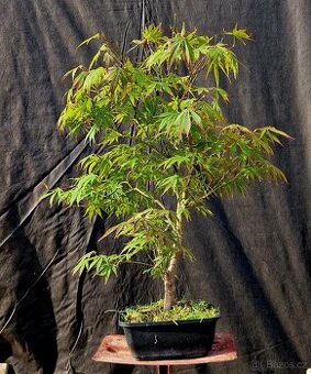 Bonsai, Bonsaj - Acer Palmatum 3