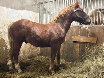 Prodám hřebečka – polský chladnokrevník