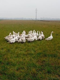 Svatomartinské husy