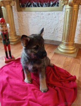 Štěně NO X německý špic