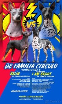 Americký bezsrsty terier