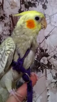 korela rucne dokrmena ucena na ksiry samicka