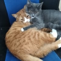 Kočky do dobrých rukou