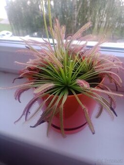 Masožravá rostlina drosera Kapská 1ks 4-5 cm