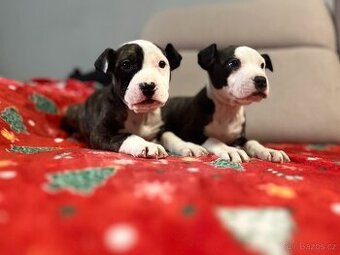 Stafordšírský bulteriér