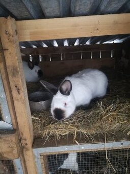 Kalifornský králík