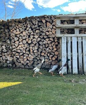 Kačeři indický běžec