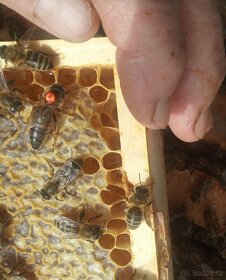 Včely - vyzimovaná produkční včelstva a oddělky