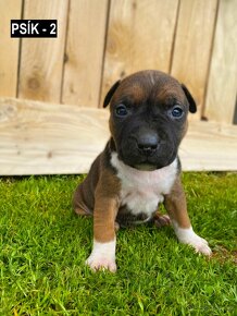 Štěňátka - Americký stafordšírský teriér, Amstaff, Staford - 1