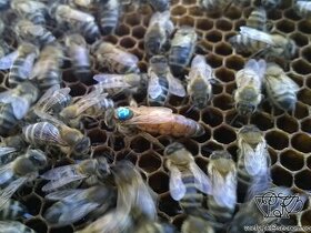 Inseminované včelí matky.