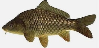 Kapr 2-5kg na maso.
