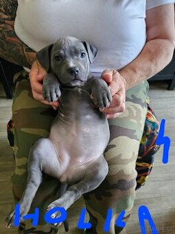 Štěňátka Pitbulla prodám