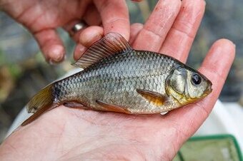 Karas obecný 5-8cm