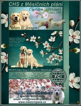 Golden retriever s PP – štěňata /zlatý retrívr/