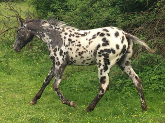 Appaloosa - klisna černý leopard - 1