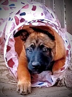 BELGICKÝ OVČÁK MALINOIS