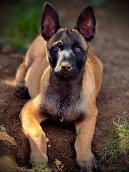 BELGICKÝ OVČÁK MALINOIS