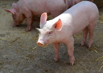 Selata landrass x bílé ušlechtilé x duroc