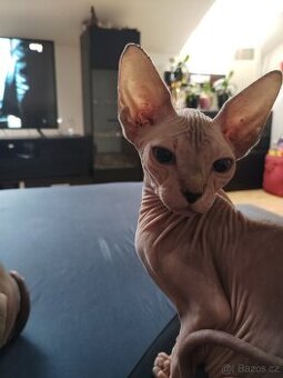 Kotě Sphynx