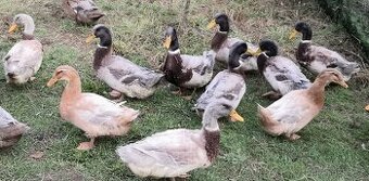 Kachna saská,ruánská