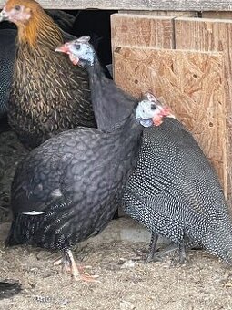 PERLIČKY AFRICKÉ 🐦