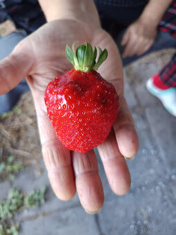 SAN ANDREAS - Jahodník stále plodící