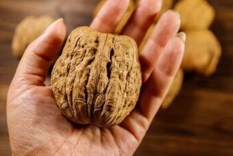 Vlašské ořechy/ odrůda Pilnický