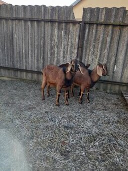 Anglonubijský  kozel,100%