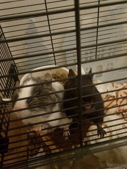 Osmáci degu(2 kluci)
