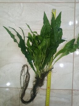 microsorium pteropus - 1