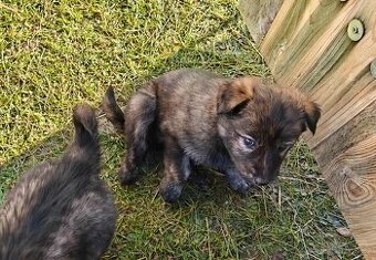 Atraktivní štěňata