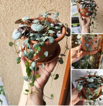 Ceropegia woodii – Svícník srdcovka