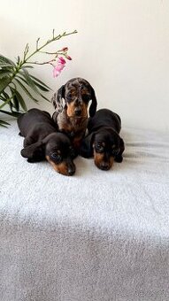 Jezevčík hladkosrstý trpasličí bez PP