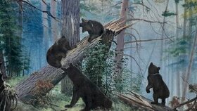 Obraz na plátně V.75×D.116cm, medvědí v lese