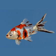 Karas schubunkin - zlatá rybka